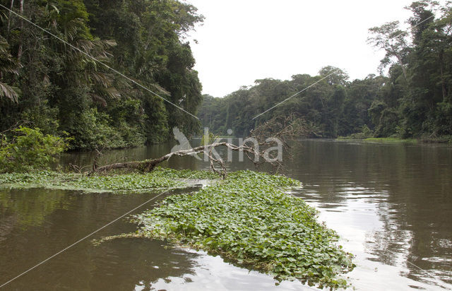 Parque nacional Tortuguero