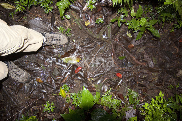 Parque Nacional Volcán Arenal