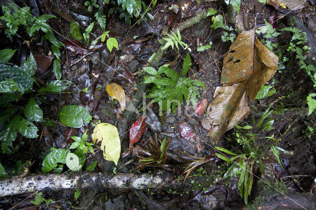 Parque Nacional Volcán Arenal