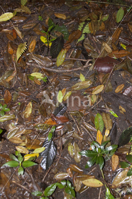 Parque Nacional Volcán Arenal