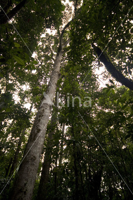 Parque Nacional Volcán Arenal