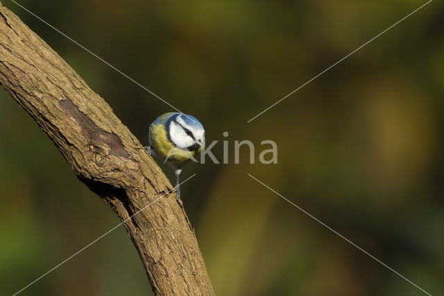 Blue Tit (Parus caeruleus)