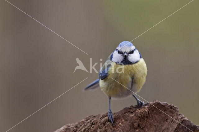 Blue Tit (Parus caeruleus)