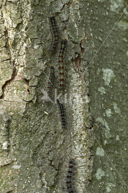 Plakker (Lymantria dispar)