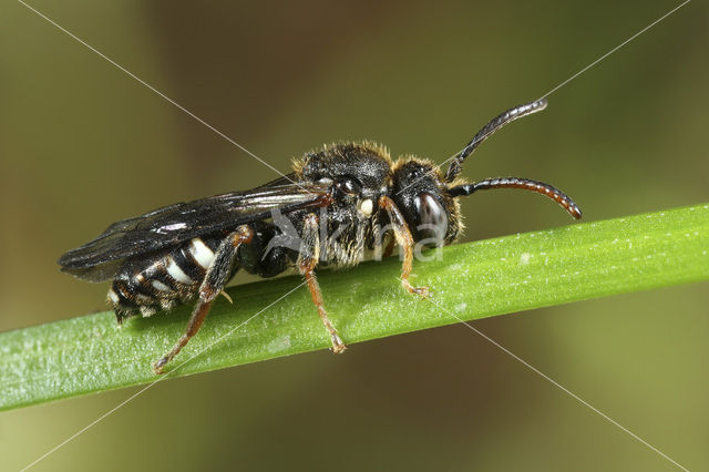 Platkielwespbij (Nomada obtusifrons)