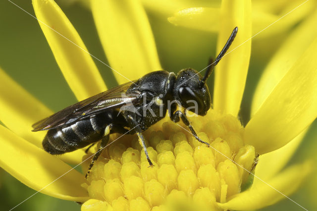 Poldermaskerbij (Hylaeus confusus)