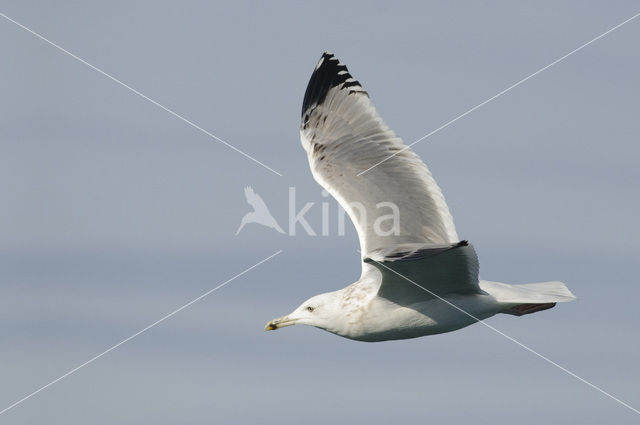 Caspian Gull (Larus cachinnans)