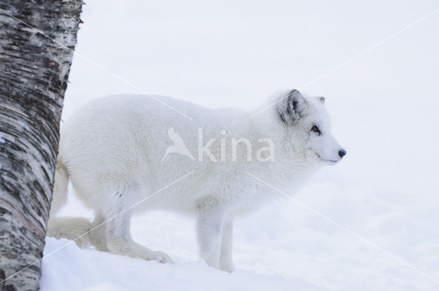 Arctic fox (Alopex lagopus)