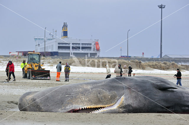 Potvis (Physeter macrocephalus)