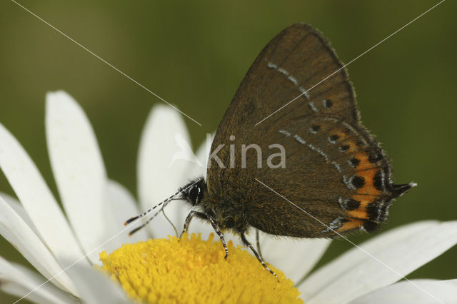 Black Hairstreak (Satyrium pruni)