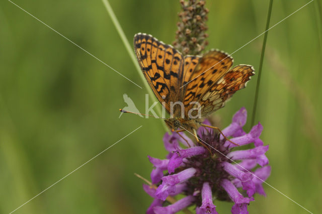 Lesser Marbled Fritillary (Brenthis ino)