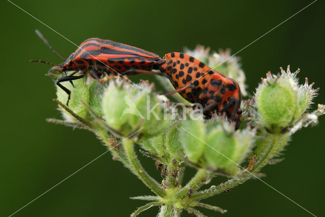 black and red striped bug (Graphosoma lineatum