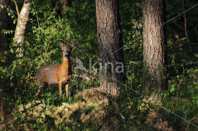 Roe Deer (Capreolus capreolus)