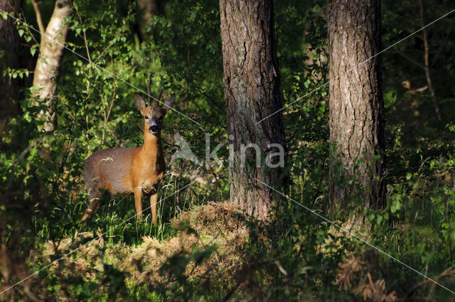 Ree (Capreolus capreolus)