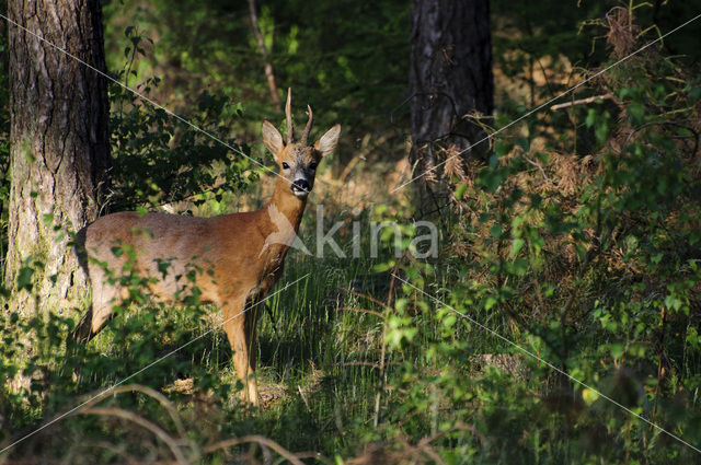 Ree (Capreolus capreolus)