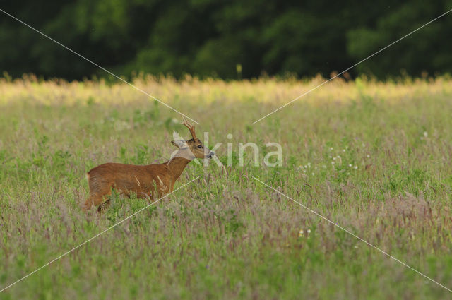 Roe Deer (Capreolus capreolus)