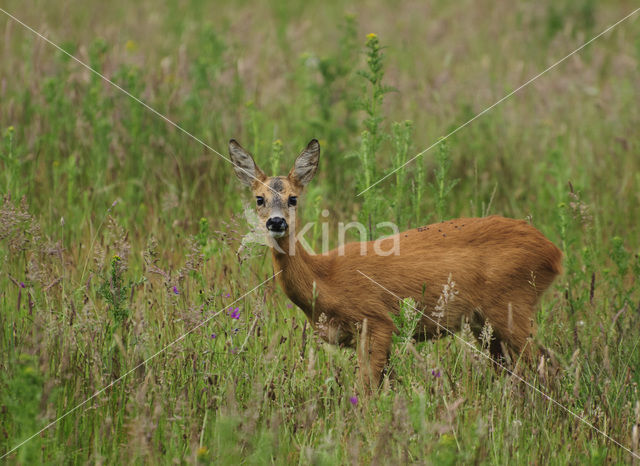 Roe Deer (Capreolus capreolus)