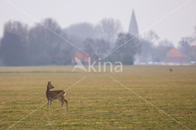 Roe Deer (Capreolus capreolus)