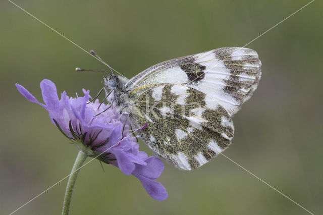 Bath White (Pontia daplidice)