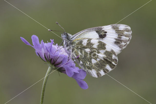 Bath White (Pontia daplidice)