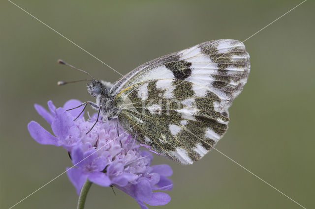 Bath White (Pontia daplidice)