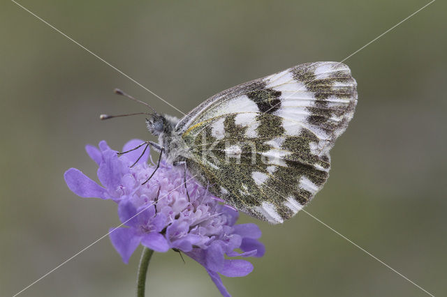 Bath White (Pontia daplidice)