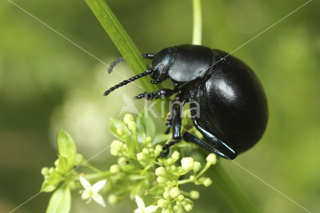 Reuzengoudhaan (Timarcha tenebricosa)