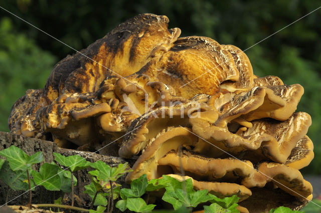 Giant Polypore (Meripilus giganteus)