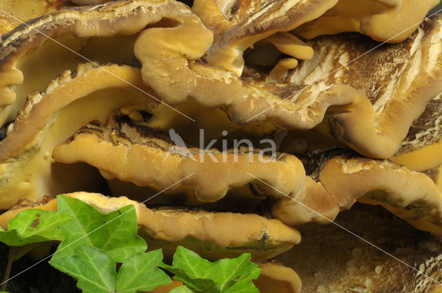 Giant Polypore (Meripilus giganteus)