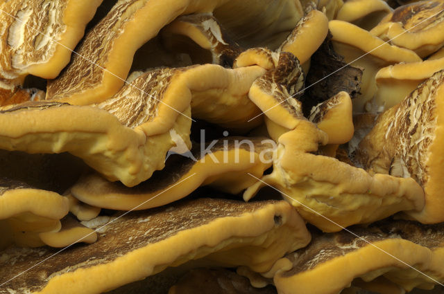 Giant Polypore (Meripilus giganteus)