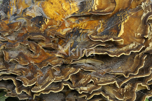 Giant Polypore (Meripilus giganteus)