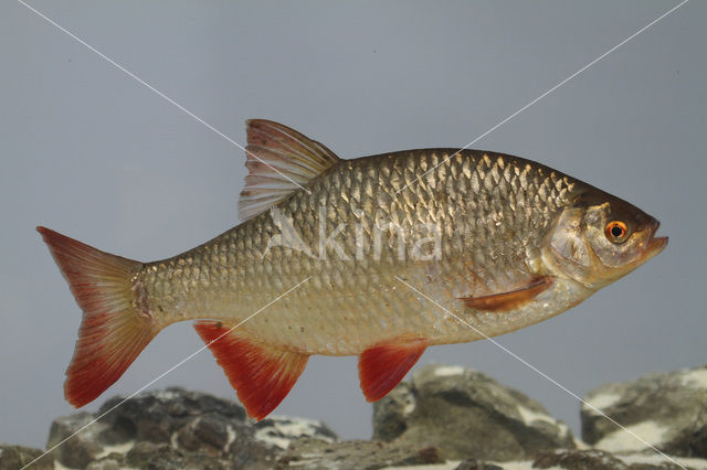 Common rudd (Scardinius erythrophthalmus)
