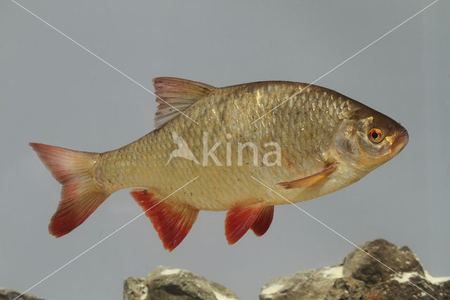 Common rudd (Scardinius erythrophthalmus)