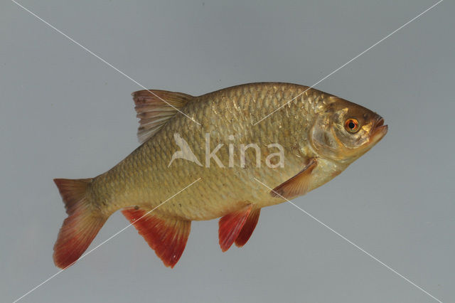 Common rudd (Scardinius erythrophthalmus)