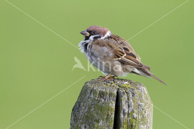 Eurasian Tree Sparrow (Passer montanus)