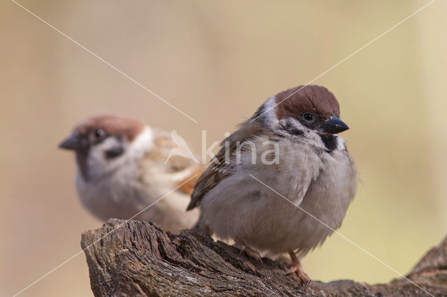 Eurasian Tree Sparrow (Passer montanus)