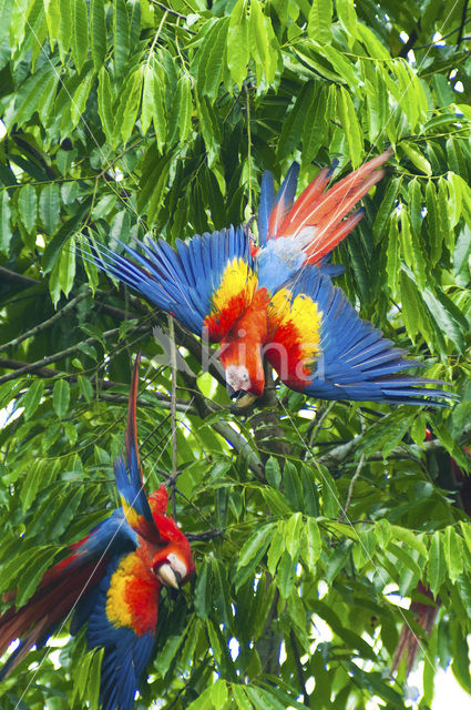 Scarlet Macaw (Ara macao macao)