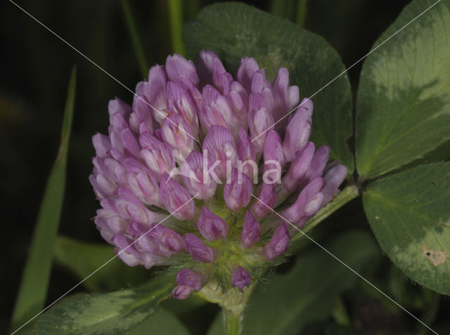 Rode klaver (Trifolium pratense)