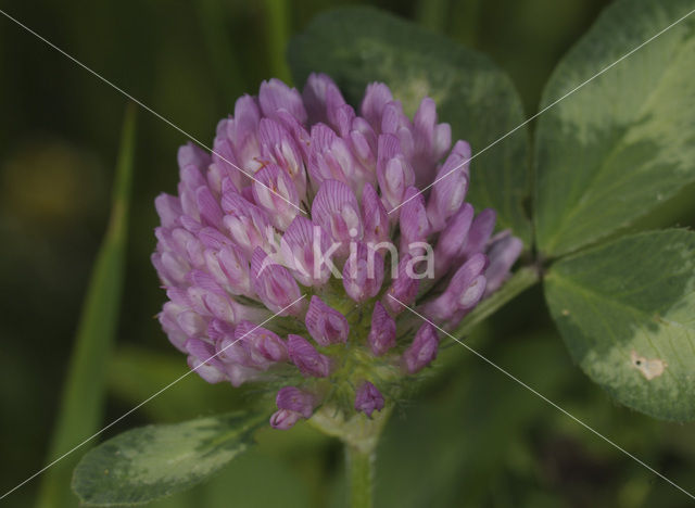 Rode klaver (Trifolium pratense)