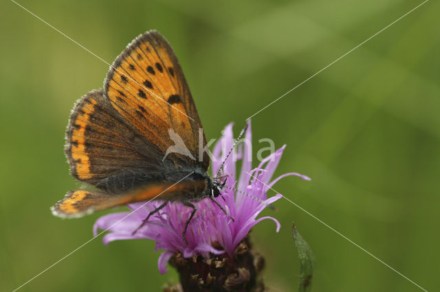 Purple-edged Copper (Lycaena hippothoe)