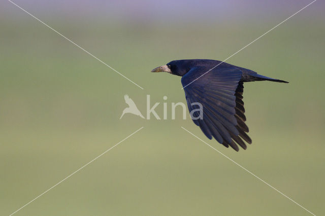 Rook (Corvus frugilegus)