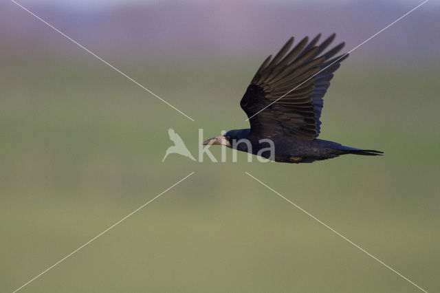 Rook (Corvus frugilegus)