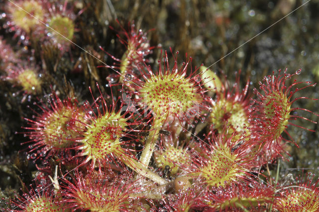 Ronde zonnedauw (Drosera rotundifolia)