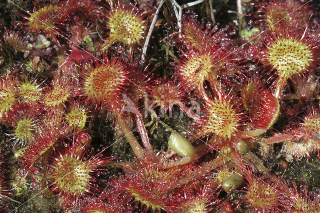 Ronde zonnedauw (Drosera rotundifolia)