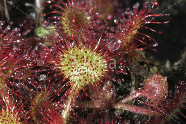 Ronde zonnedauw (Drosera rotundifolia)