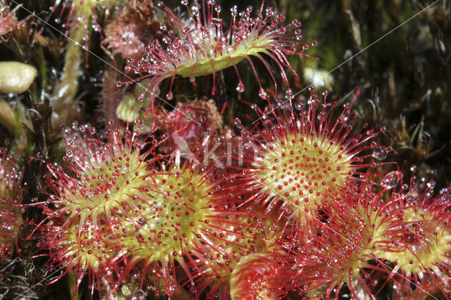 Ronde zonnedauw (Drosera rotundifolia)