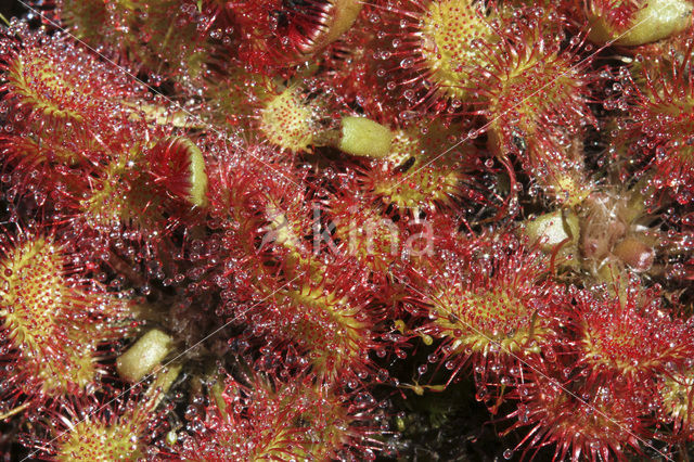 Ronde zonnedauw (Drosera rotundifolia)