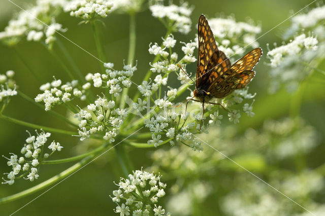 Scarce Fritillary (Euphydryas maturna)