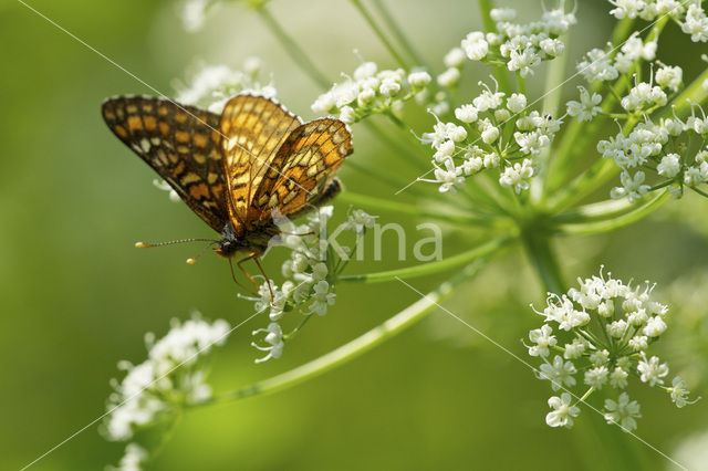 Roodbonte parelmoervlinder (Euphydryas maturna)