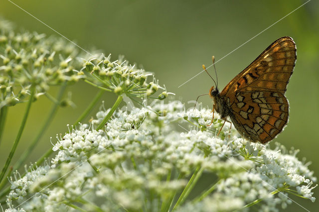 Scarce Fritillary (Euphydryas maturna)